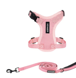 A Beginner’s Guide To Cat Halter And Leash For First-Time Walkers